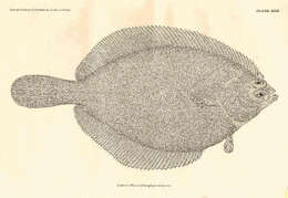 Image of Parophrys