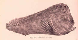 صورة Pataecidae