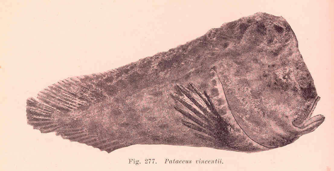 Image of Australian prowlfishes