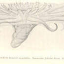 Imagem de Pelagothuria natatrix Ludwig 1893