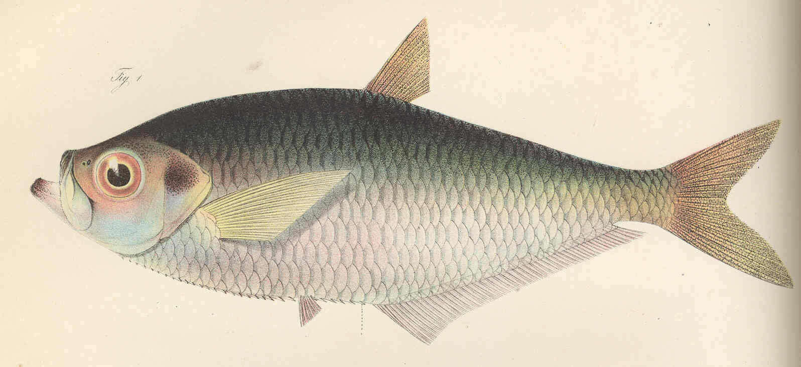 Image of Clupeiformes