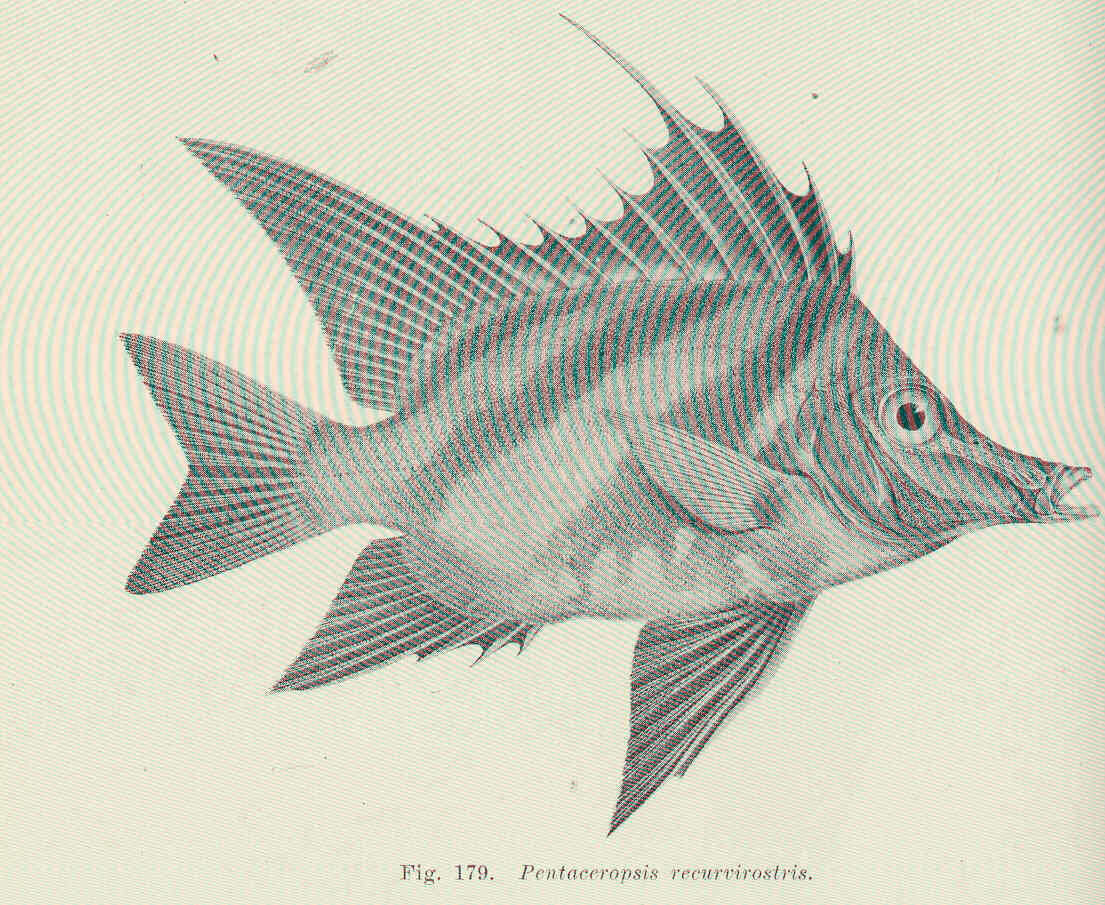 Image of Pentaceropsis