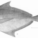 Image of Salema butterfish