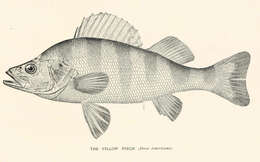 Image of black bass