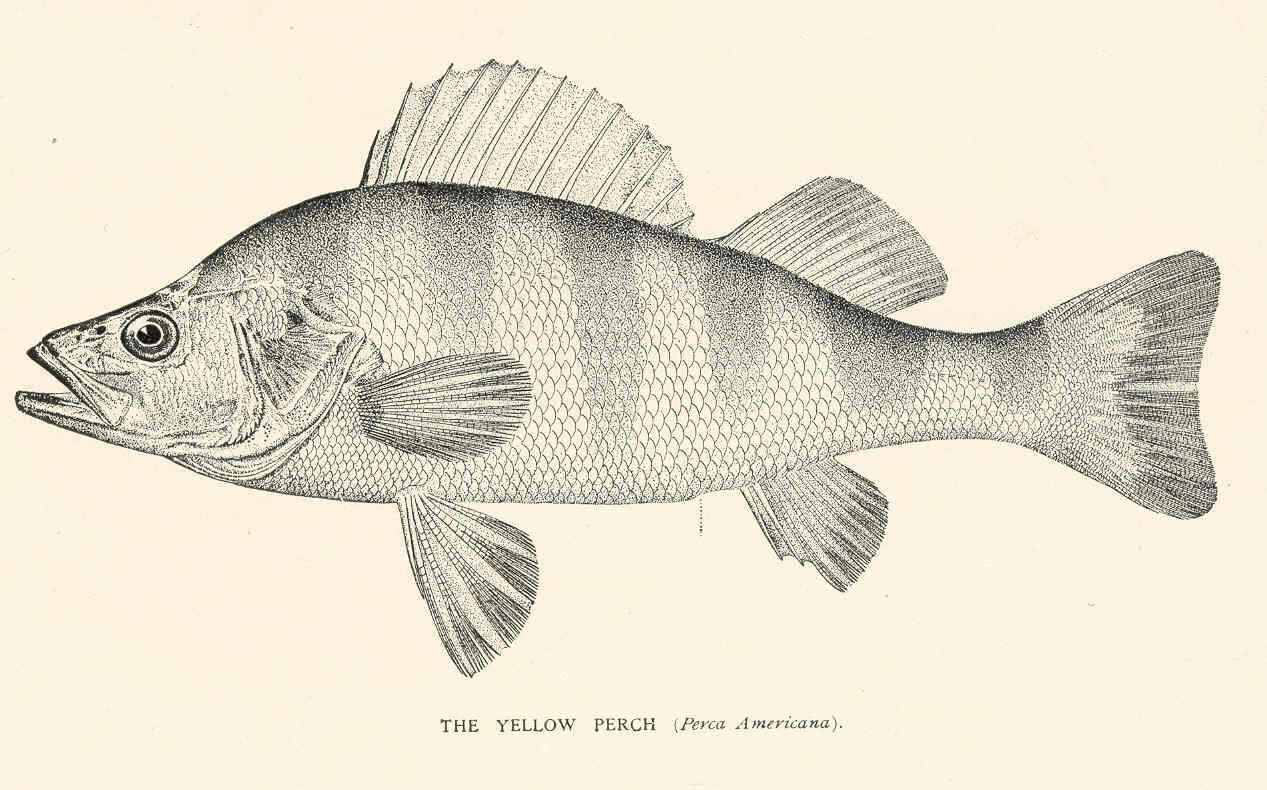 Image of black bass