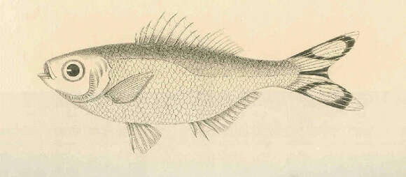 Image of Sea trouts