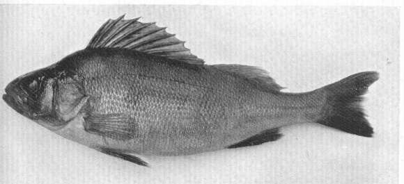 Image of perch