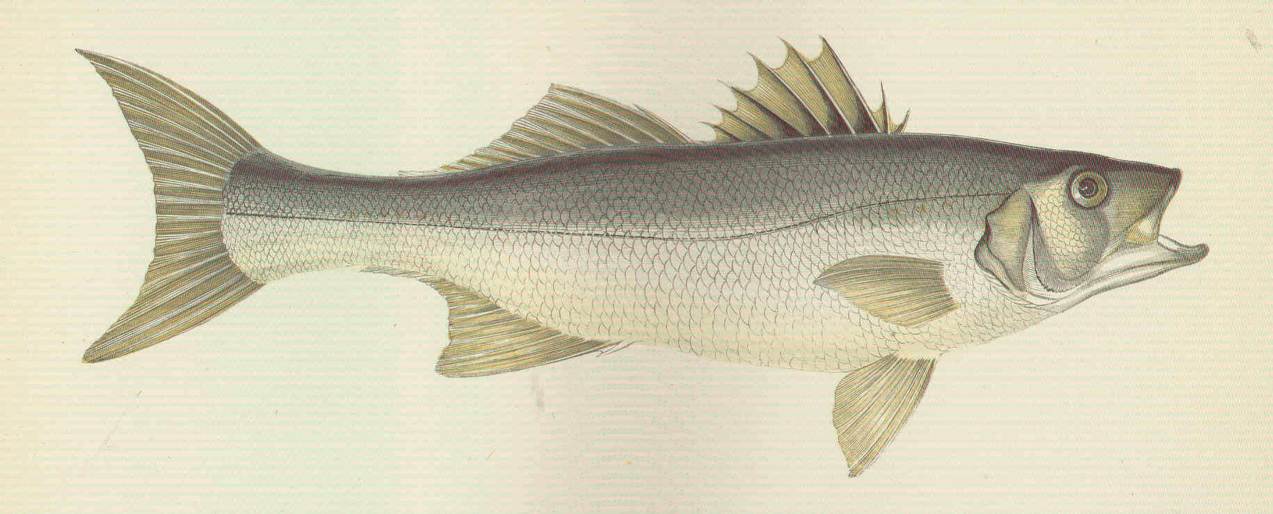 Image of Dicentrarchus