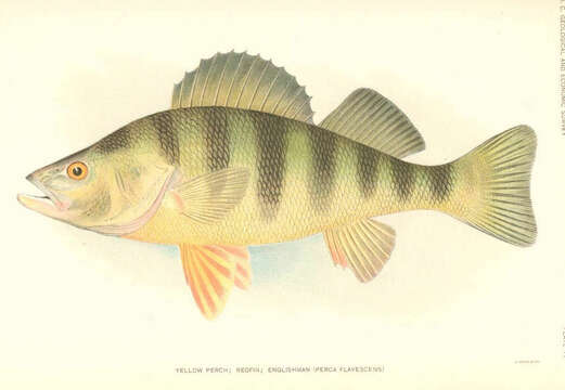 Image of perch