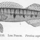 Image of Logperch