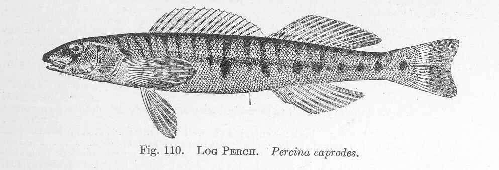 Image of Percina