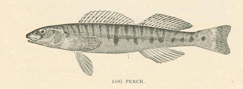 Image of Percina