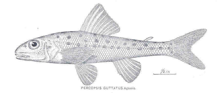 Image of Percopsis