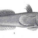 Слика од Periophthalmodon