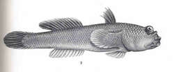 Image de Oxudercinae