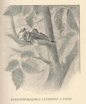 Image of mudskipper