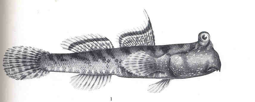 Image of Periophthalmus