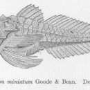 Image de Peristedion miniatum Goode 1880