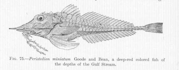 Image of Peristediidae