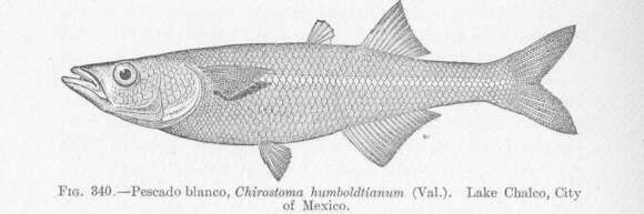 صورة Chirostoma