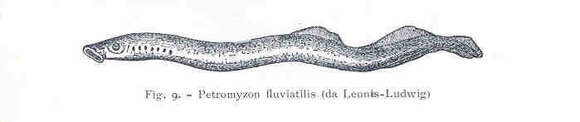 Image de Cephalaspidomorphi