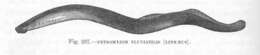 Image of lampreys