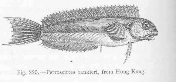 Image of Blenniinae