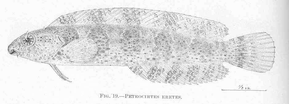 Image of Petroscirtes