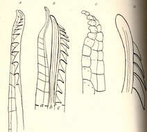 صورة Phalloptychus