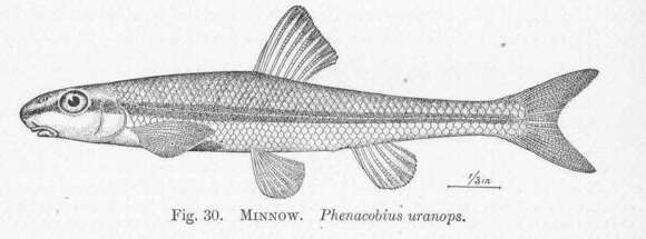 Слика од Phenacobius