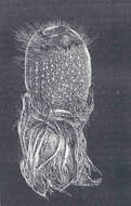 Image of Pheronema Leidy 1868