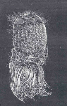 Image of Pheronematidae Gray 1870