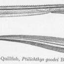 Слика од Philichthys Steenstrup 1862