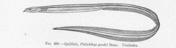 Image of Philichthyidae Vogt 1877