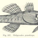 Plancia ëd Philypnodon grandiceps (Krefft 1864)