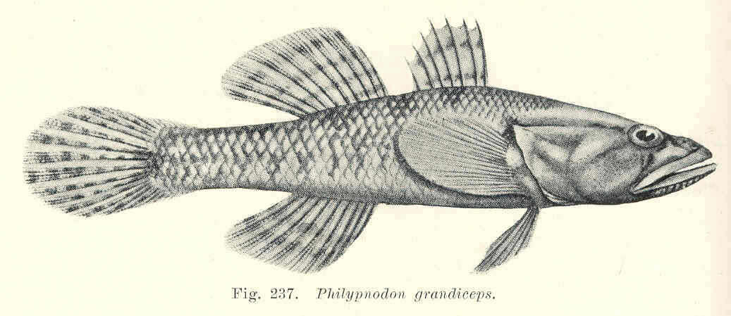 Image of Philypnodon