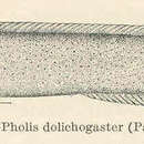 Imagem de Rhodymenichthys dolichogaster (Pallas 1814)