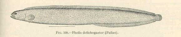 Rhodymenichthys的圖片