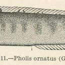 Plancia ëd Pholis laeta (Cope 1873)