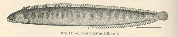Image of Pholis