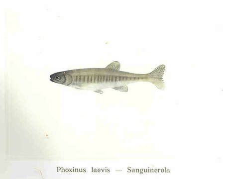 Image of Phoxinus