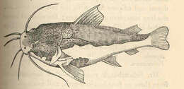 Image of longwhiskered catfishes