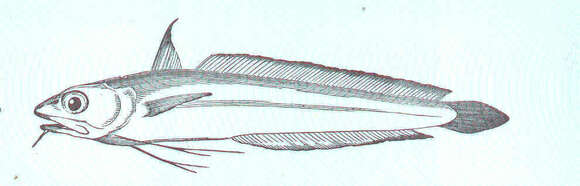 Image of phycid hakes