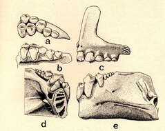 Image of Colossoma