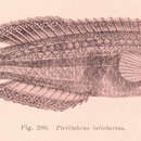 Image of Patrician wrasse