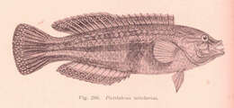 Image of Pictilabrus
