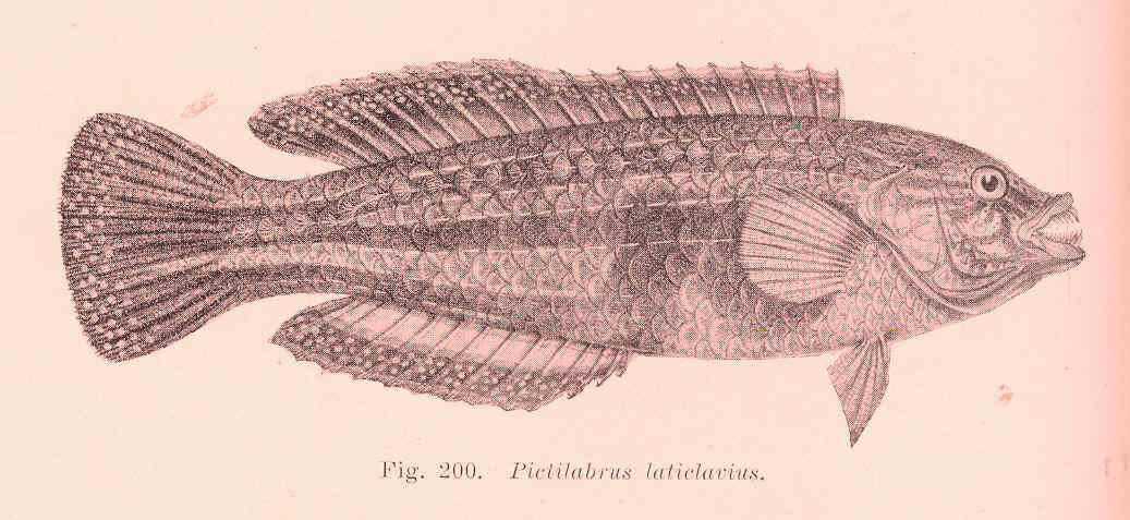 Слика од Pictilabrus