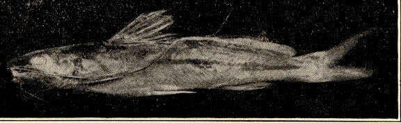 Image of seven-finned catfishes