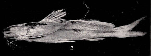 Image of seven-finned catfishes