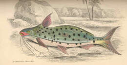 Image of longwhiskered catfishes